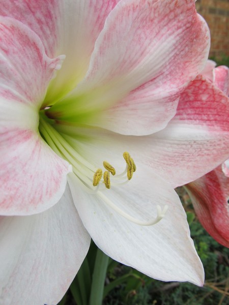 Amaryllis
