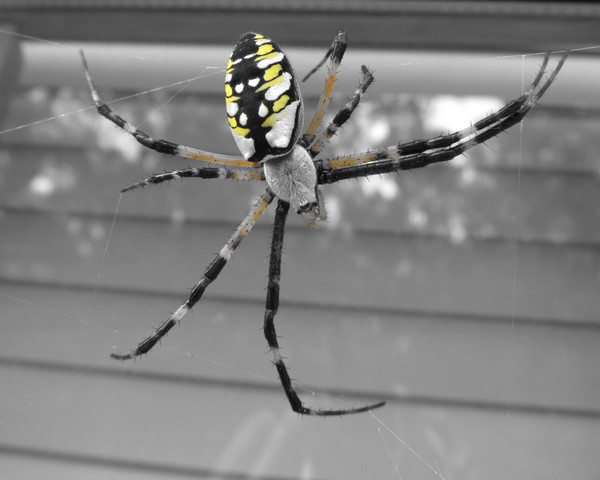 Hanging Spider