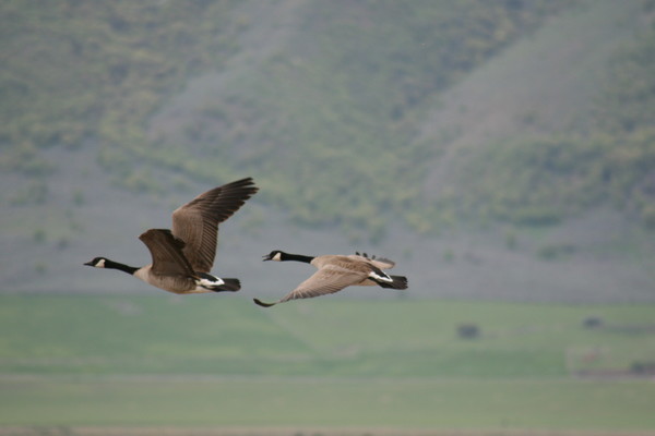 mates in flight