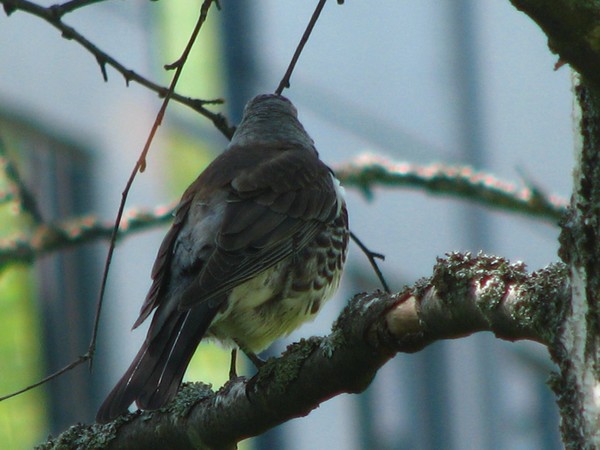 2008-4 season series/birds