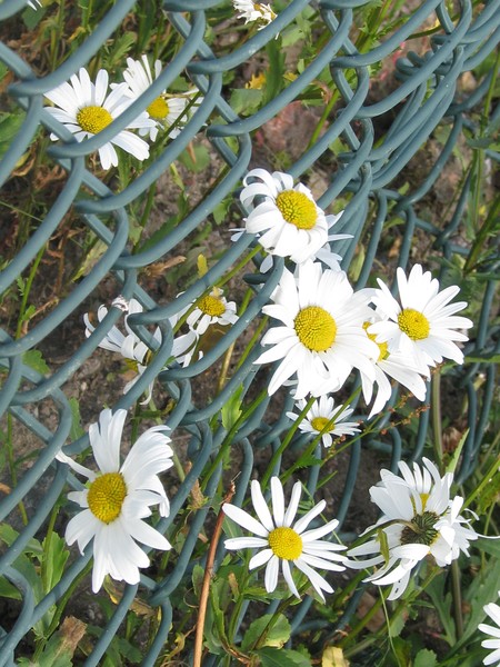 both sides...blooming