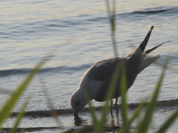 drinking from the endless ocean of..:=)