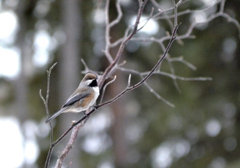 boreal chickadee FB DSC4025