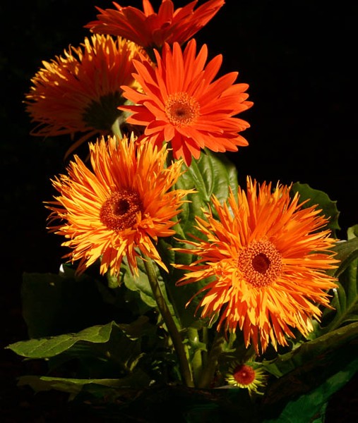 Gerbera Daisies in a pot