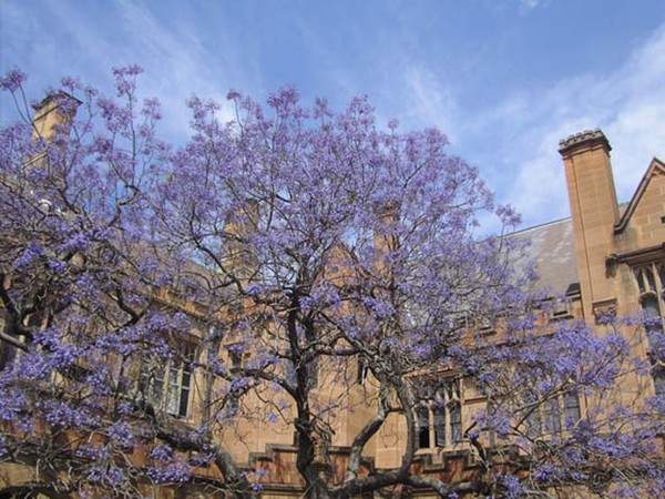 Jacaranda University of Sydney