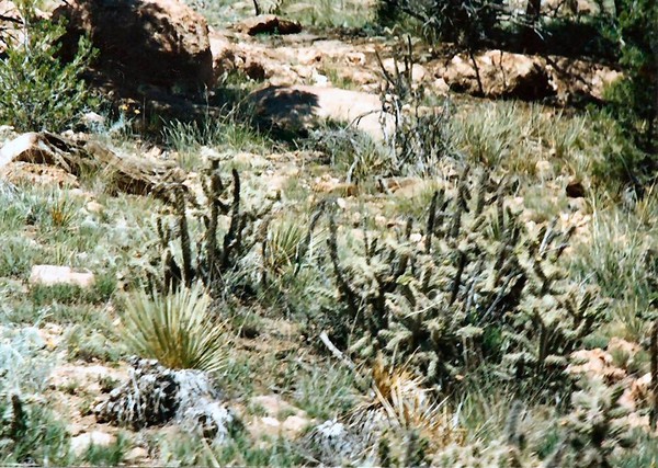 Colorado Cactus 2 