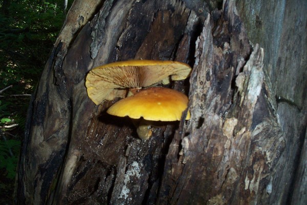 mushrooms