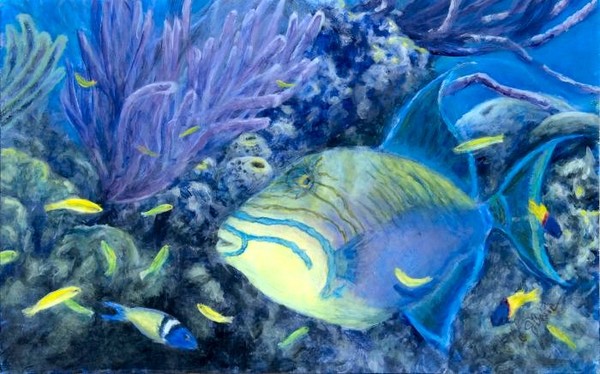 Queen triggerfish