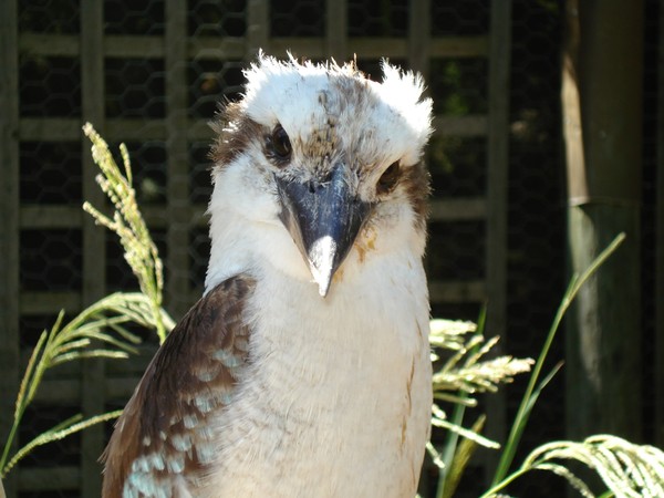 What you lookin' at !