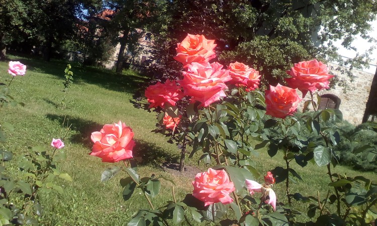 Roses