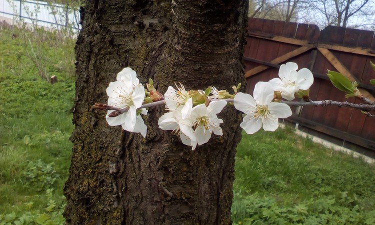 The first sour cherry tree flowers,this year!