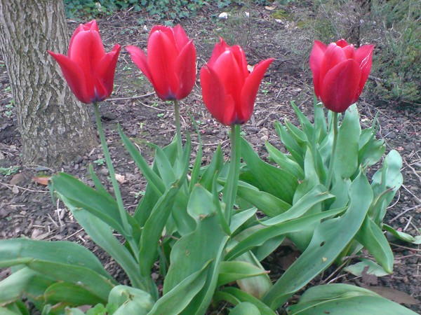 Tulip Group