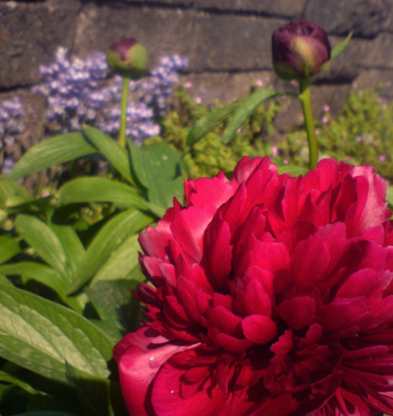 Garden Flowers