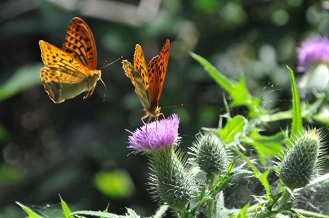 Butterfly Love