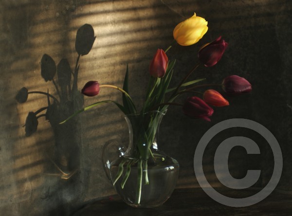 tulips