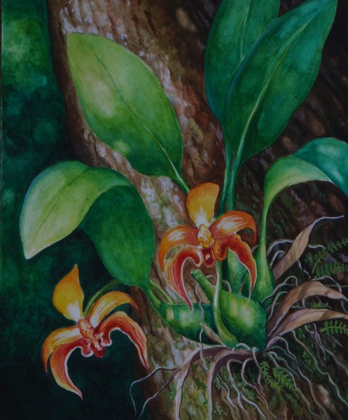 Borneo Orchid - Bulbophyllum Auriculatum