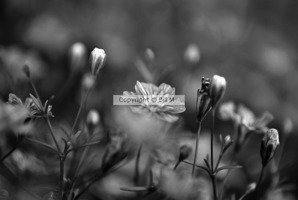 Mini Garden in Black and White