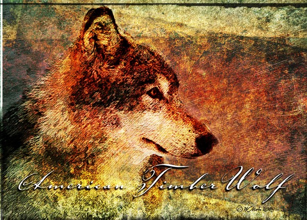 Timber Wolf