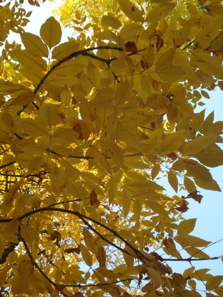 automn leaves
