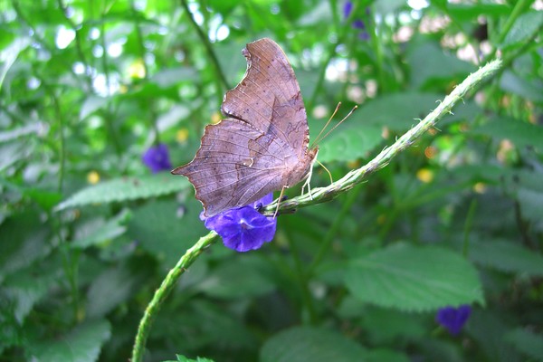 Purple Butterfly