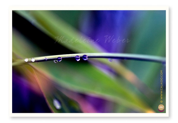 •Waterdrops VI•