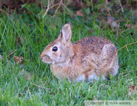 bunny rabbit