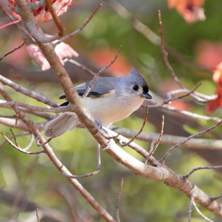 tufted titmouse