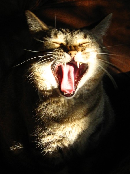 Sun Cat