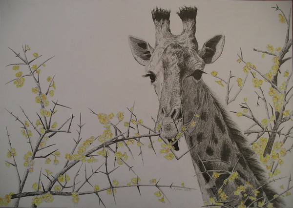 Giraffe