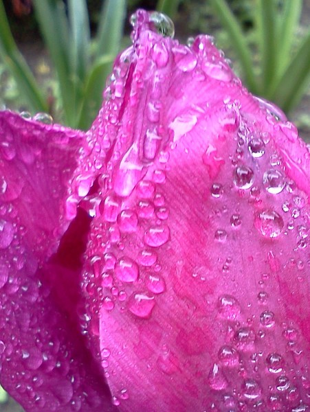 Grapie Drops