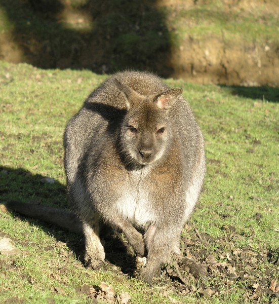 wallaby 2
