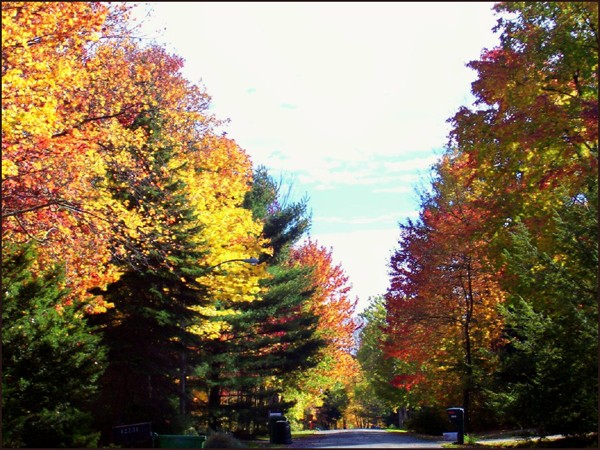 The Foliage Prepares For Autumn