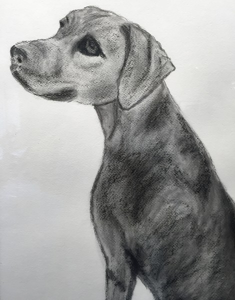Rhodesian Ridgeback