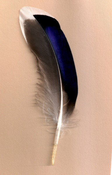 Feather on beige