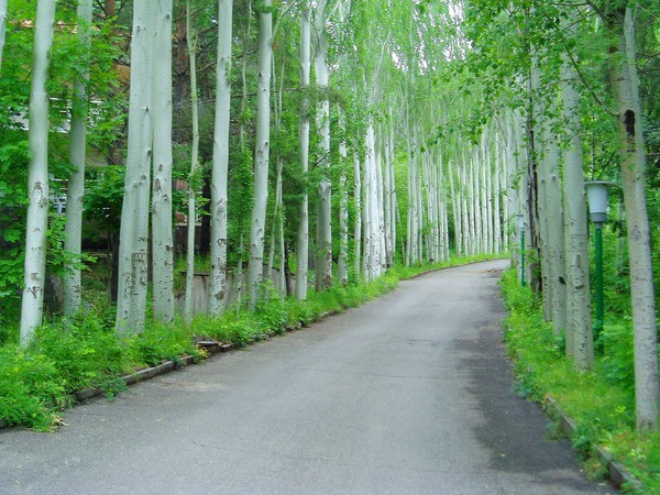 Pine alley in Aghveran, Armenia
