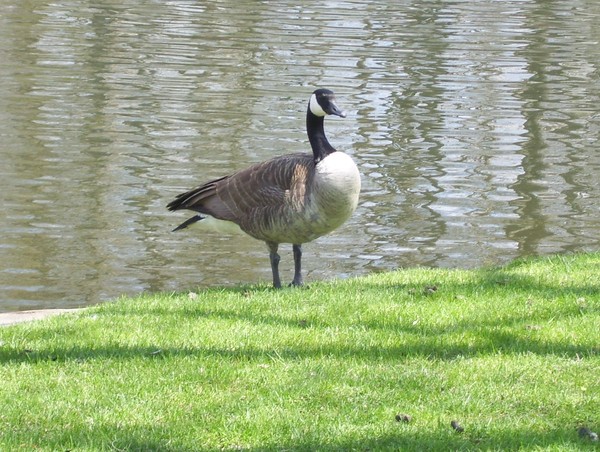 looking for crumbs