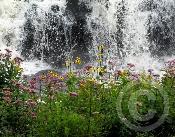 falls and blooms