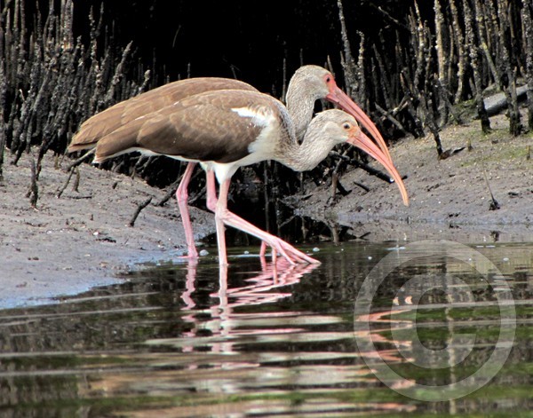 White Ibis Juveniles