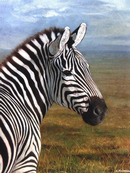 Zebra