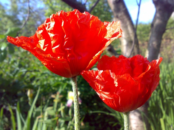 A Couple of Poppies