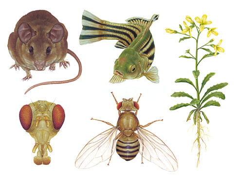 Scientific Illustrations