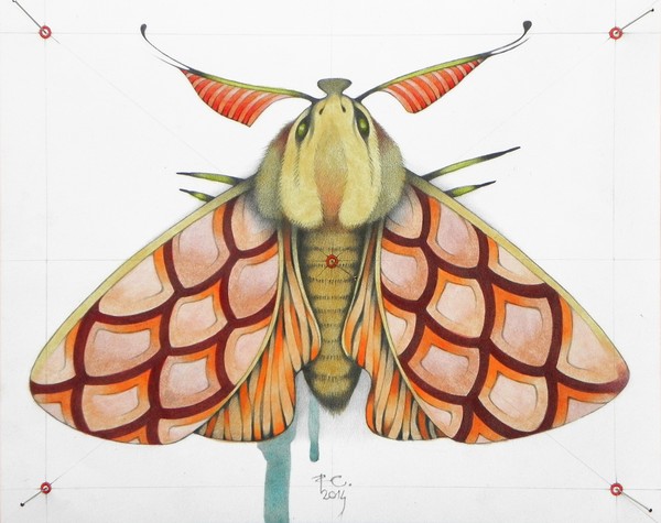 Moth