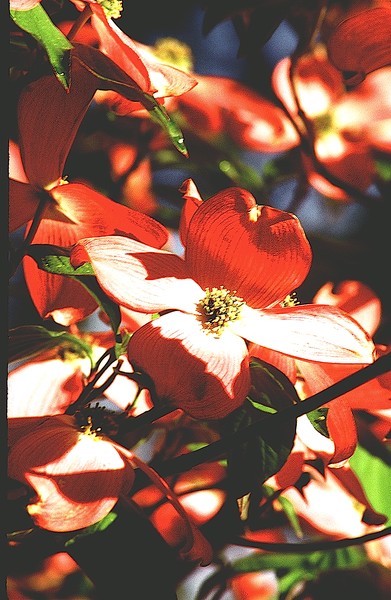 Dowood Blossoms **