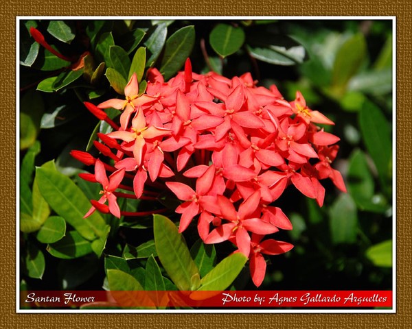 Santan Flower