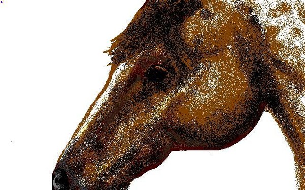 Appaloosa Eye