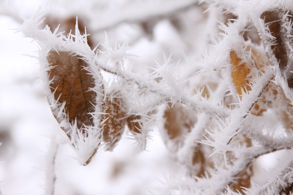 Frosty