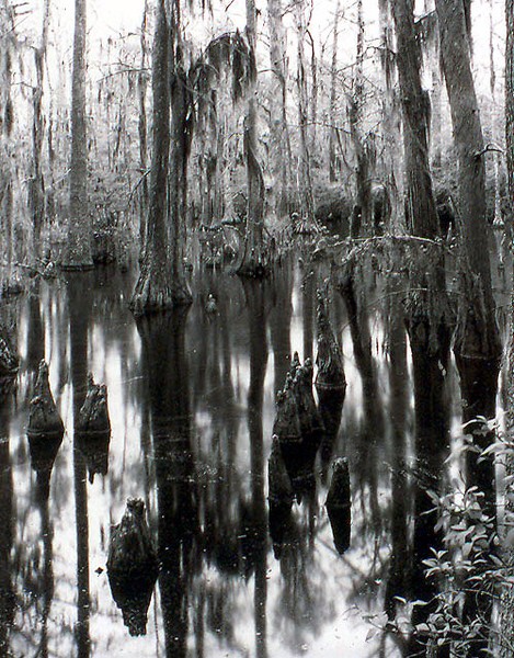 swamp 4