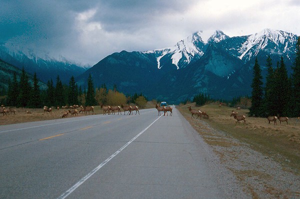wildlife crossing