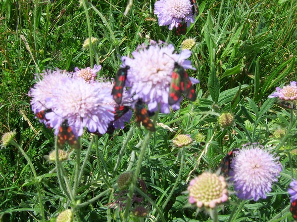 Butterflies or Moths?