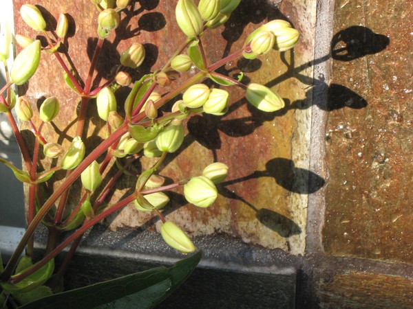 Clematis on slate wall